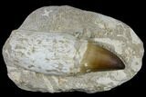 Huge, Rooted Mosasaur (Prognathodon) Tooth #115779-2